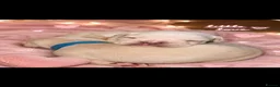 French Bulldog dogs for sale: Stunning French bulldog pups - Advert 14
