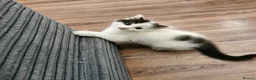 Mixed Breed cats for sale: 2 siamese mix males looking for new homes  - Advert 13