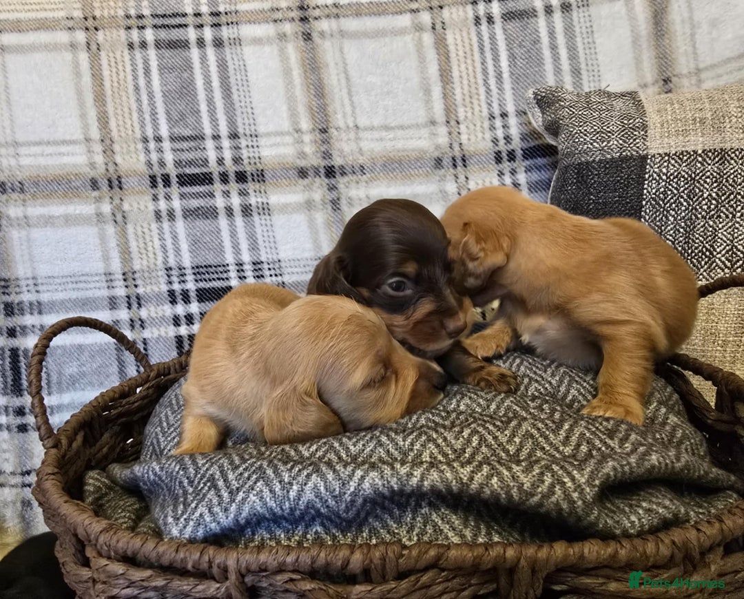 Miniature Dachshund dogs for sale: Long-hair miniature Duchshund - Image 4