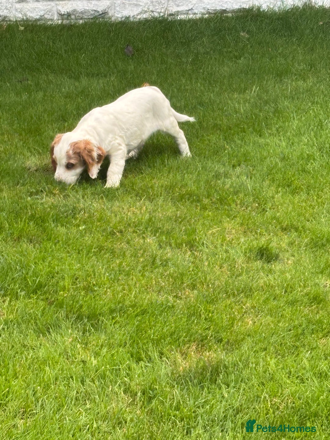 Sprocker dogs for sale: Beautiful Sprocker Puppies - Image 26
