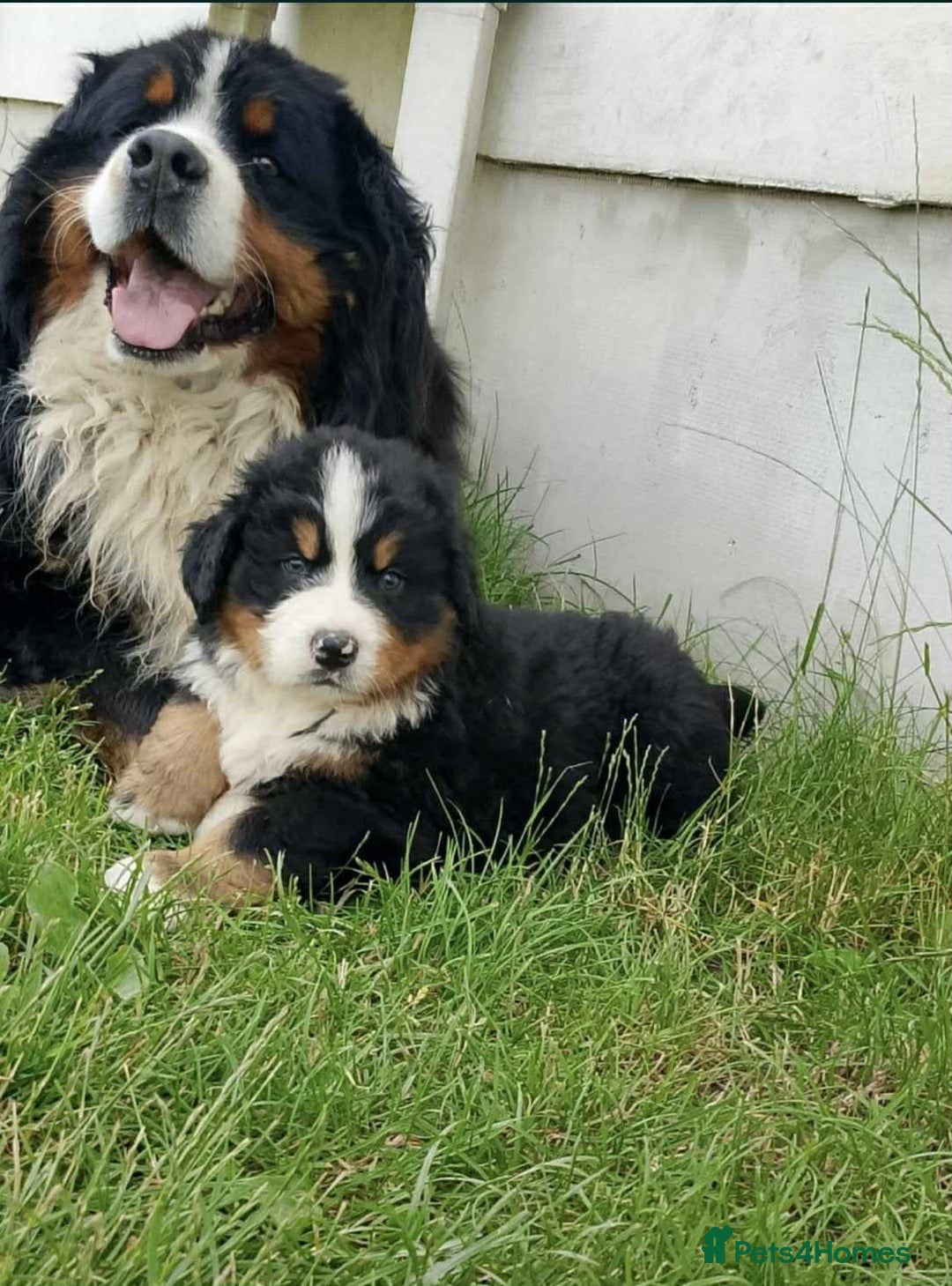 Bernese Mountain Dog dogs for sale: Bernese mountain dog male - Image 3