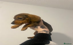 Miniature Dachshund dogs for sale: DOLLAR 💵  - Image 6