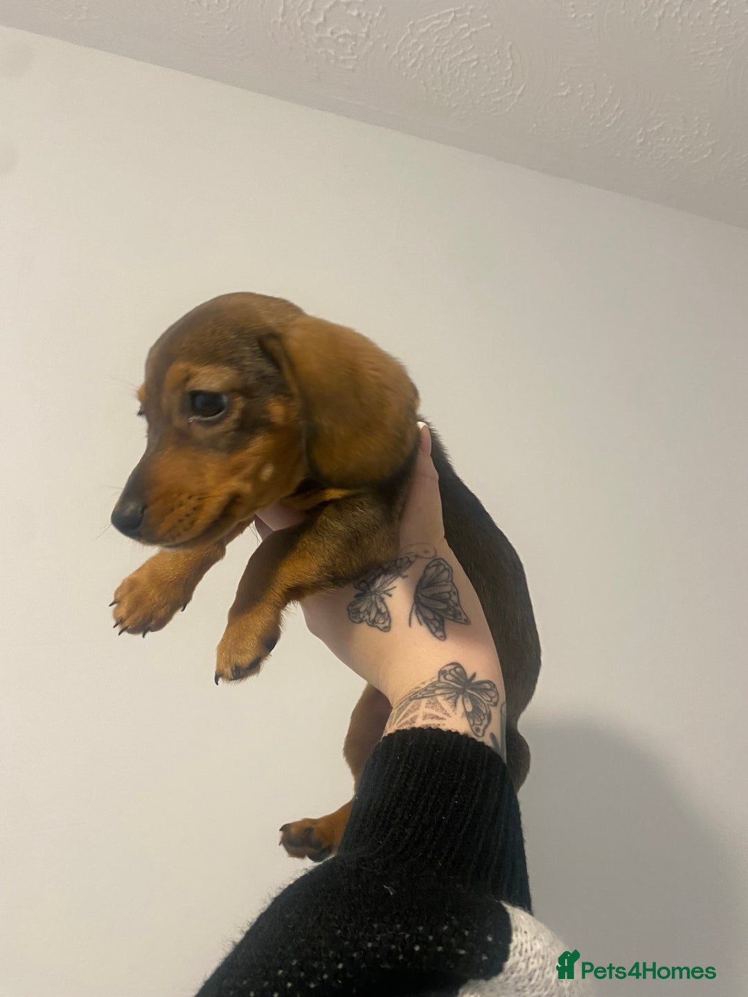 Miniature Dachshund dogs for sale: DOLLAR 💵  - Image 6