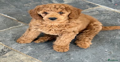 Miniature Poodle dogs - Advert 1