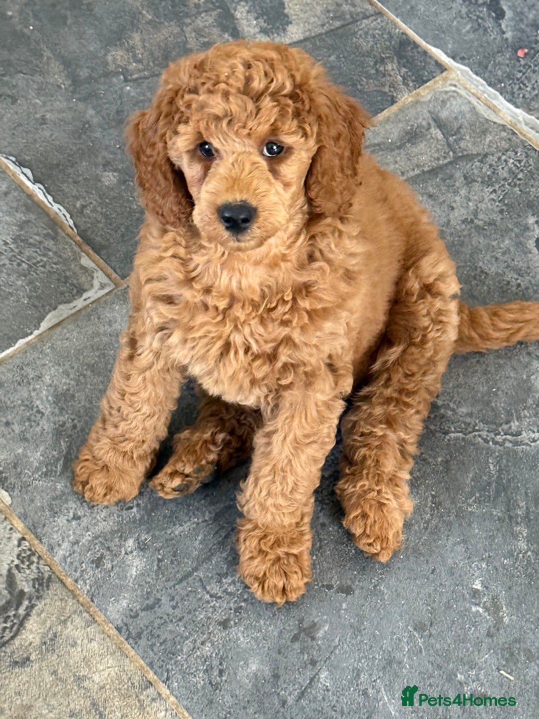 Miniature Poodle dogs for sale: Top Quality, DNA clear, READY NOW! fully vacced - Image 14