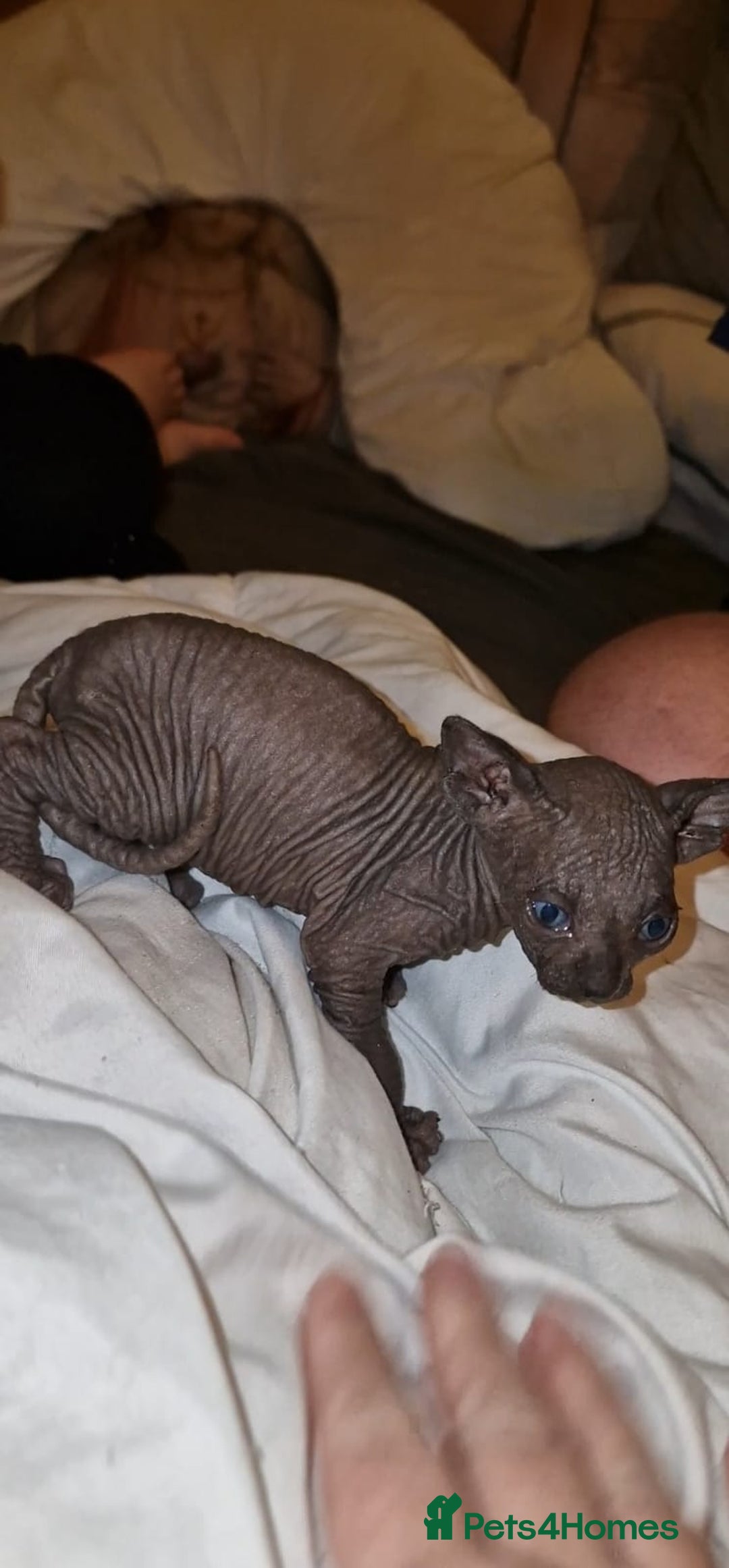 Sphynx cats for sale: Gorgeous Canadian sphynx kittens  - Advert 8