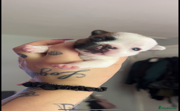 French Bulldog dogs - Advert 1