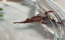 Praying Mantis invertebrates for sale: Female ghost mantis (Phyllocrania paradoxa) - Image 3
