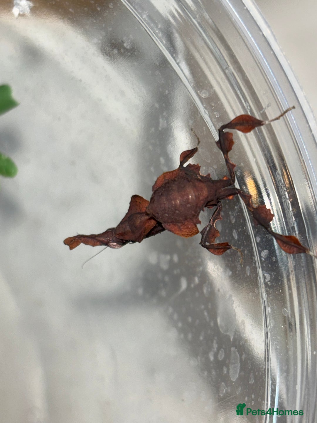 Praying Mantis invertebrates for sale: Female ghost mantis (Phyllocrania paradoxa) - Image 3