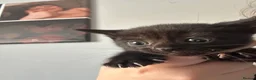 Mixed Breed cats for sale: 6 Beautiful Kittens in Faversham - Advert 6