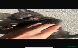 British Shorthair cats for sale: 🐾✨British Shorthair × Silver Tabby Kittens✨🐾 - Image 22