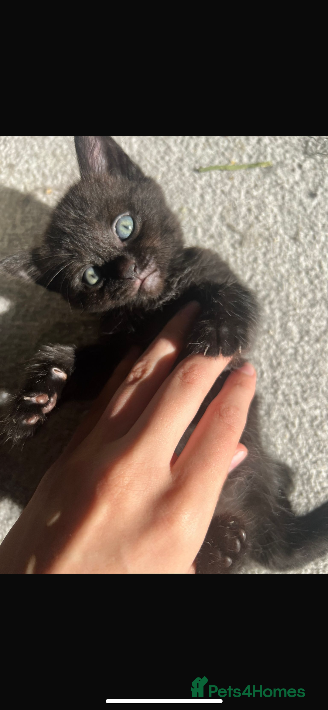 British Shorthair cats for sale: 🐾✨British Shorthair × Silver Tabby Kittens✨🐾 - Image 22
