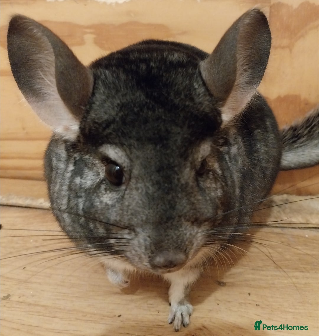 Chinchilla rodents for sale: Female chinchilla called Angel  - Advert 4