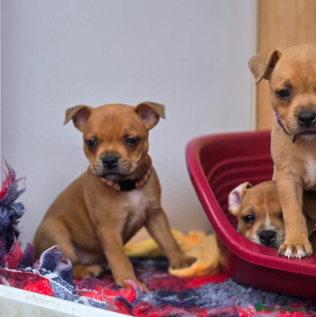 Staffordshire Bull Terrier dogs for sale: !READY NOW! KC Reg Quality Red Staffy Puppies  - Image 22
