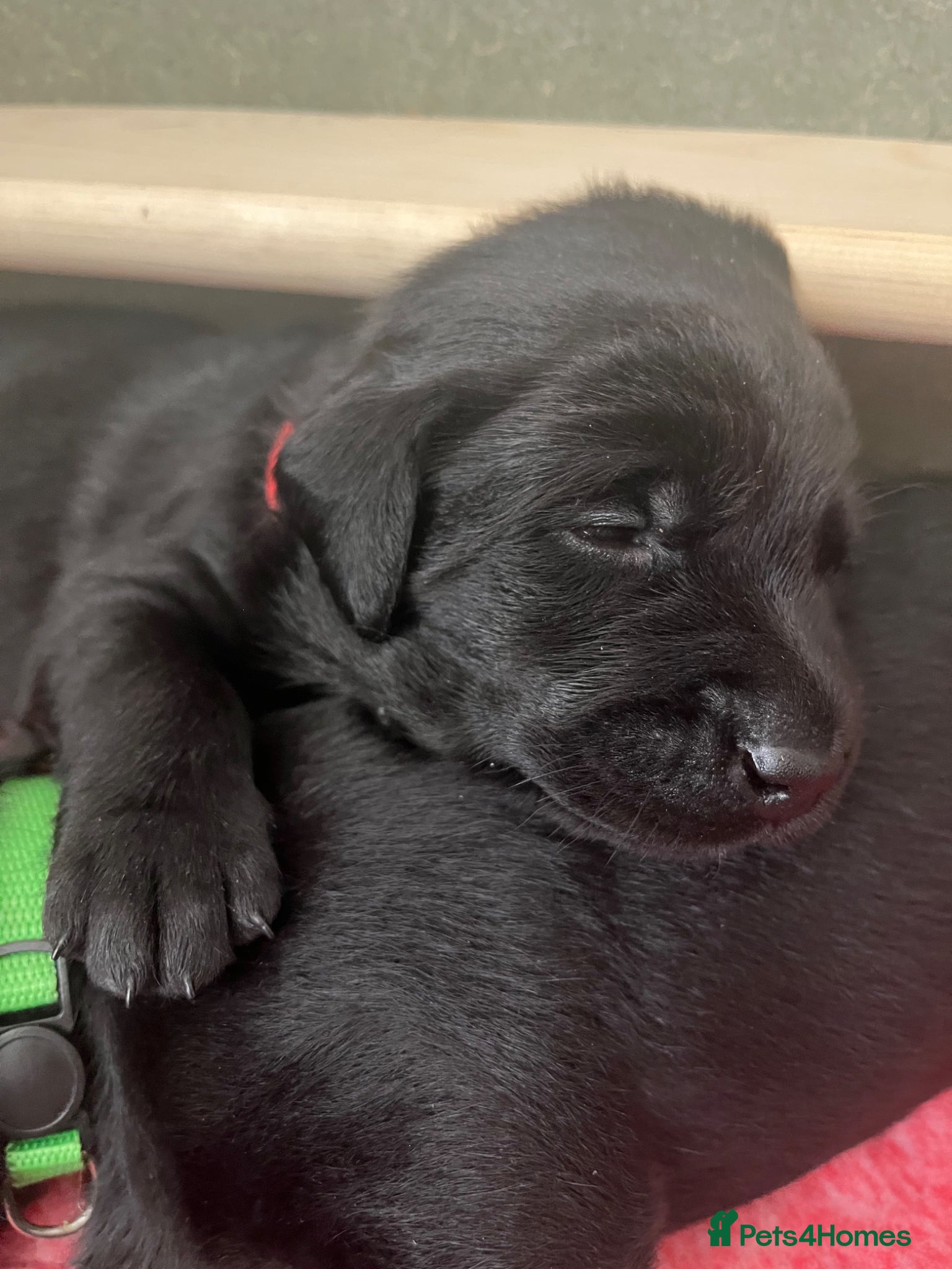 Labrador Retriever dogs 🖤BOYS KC reg Health tested🖤 - Advert 17