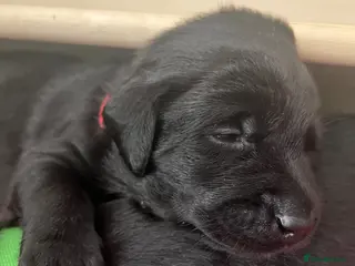 Labrador Retriever dogs 🖤BOYS KC reg Health tested🖤 - Advert 13