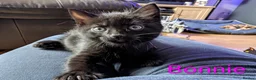 Mixed Breed cats for sale: Six adorable and sweet natured kittens in Kilmarnock - Advert 6