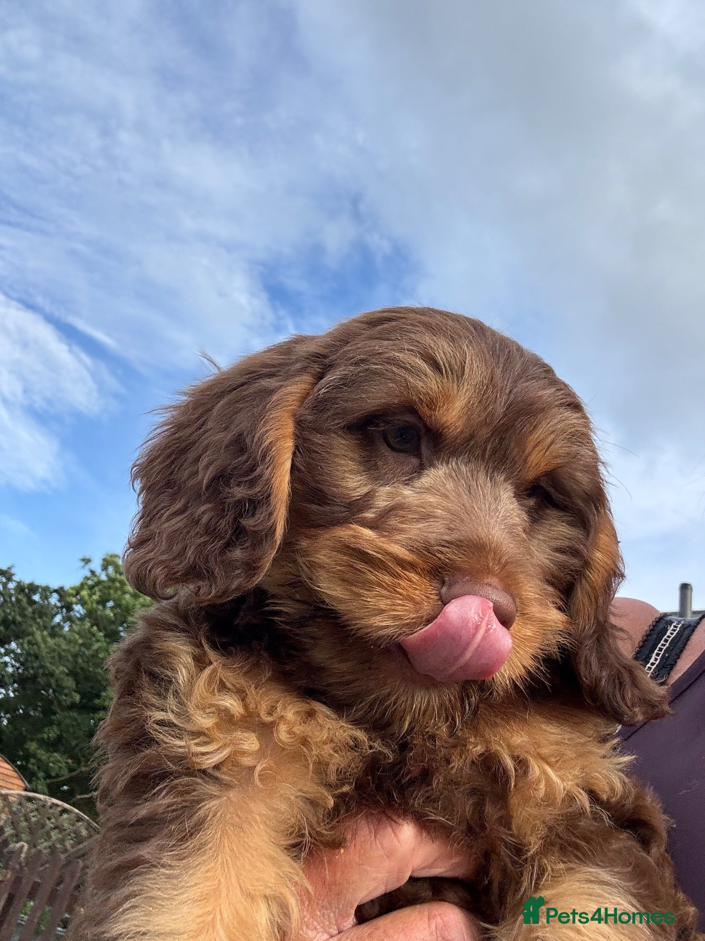 Sproodle dogs Healthy happy Miniature Sproodle Puppies - Advert 2