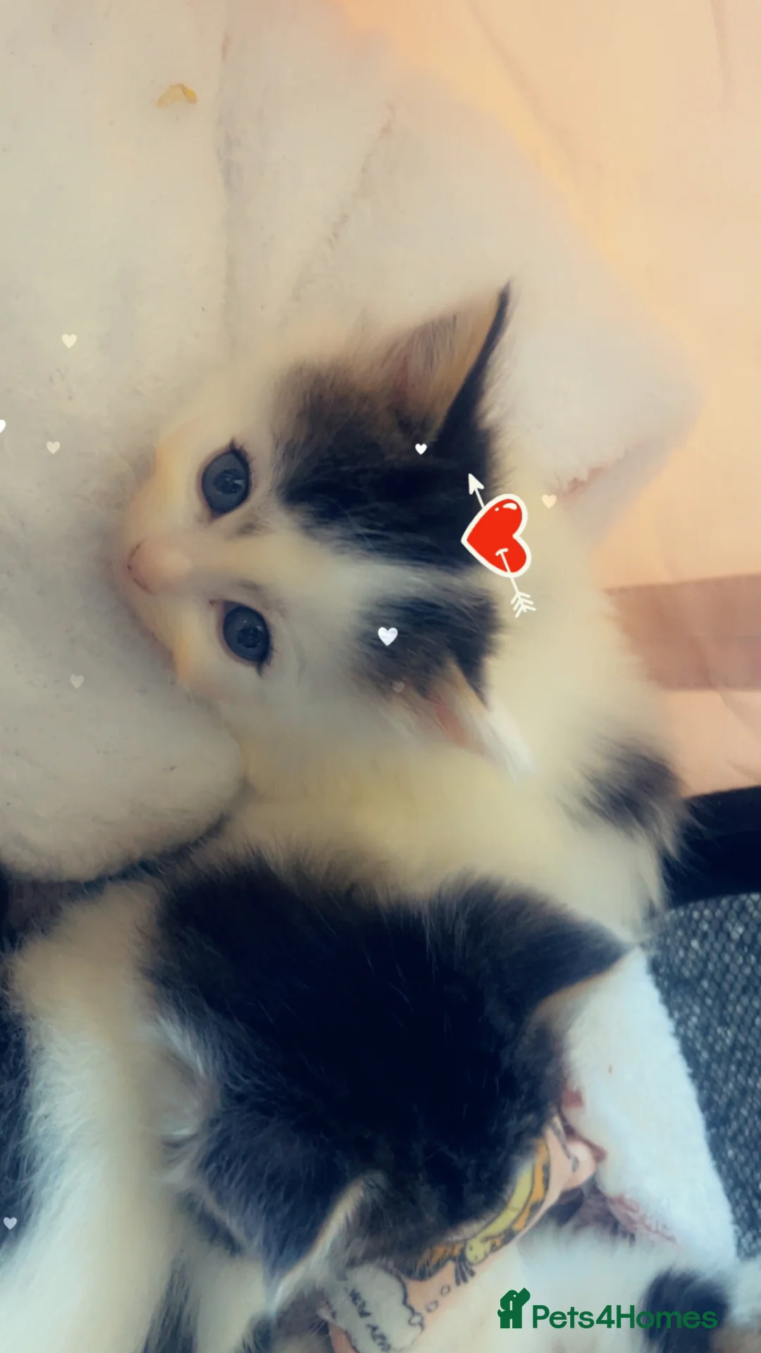 Mixed Breed cats for sale: Domestic cuties - Advert 2