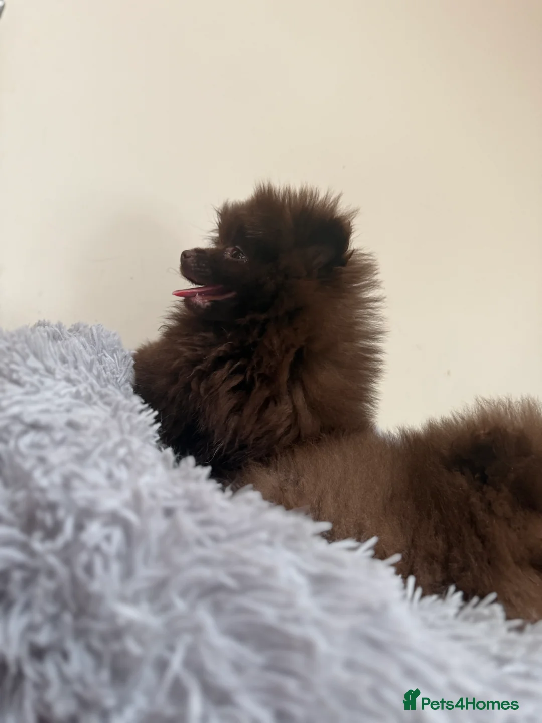 Pomeranian dogs for sale: POMERANIAN Puppy’s  - Advert 1