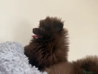 Pomeranian dogs POMERANIAN Puppy’s - Advert 1