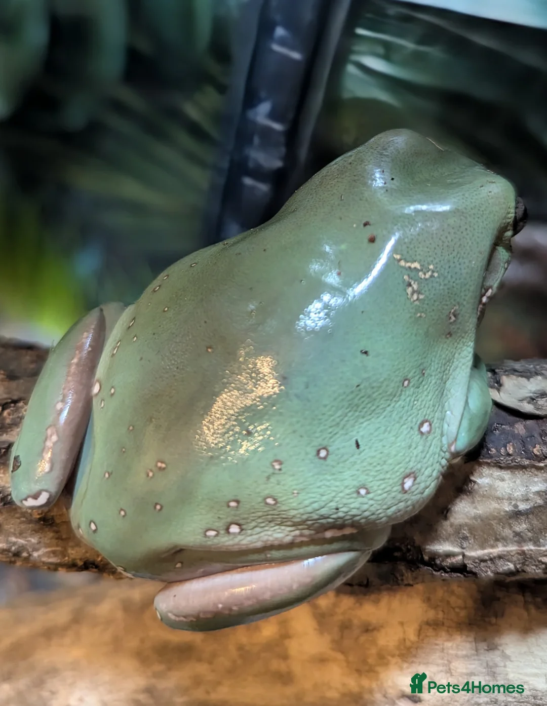 Frog reptiles for sale: Whites tree frog tadpoles ready soon - Advert 4