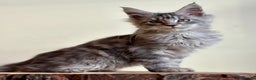 Maine Coon cats for sale: Maine Coon kittens - Advert 2