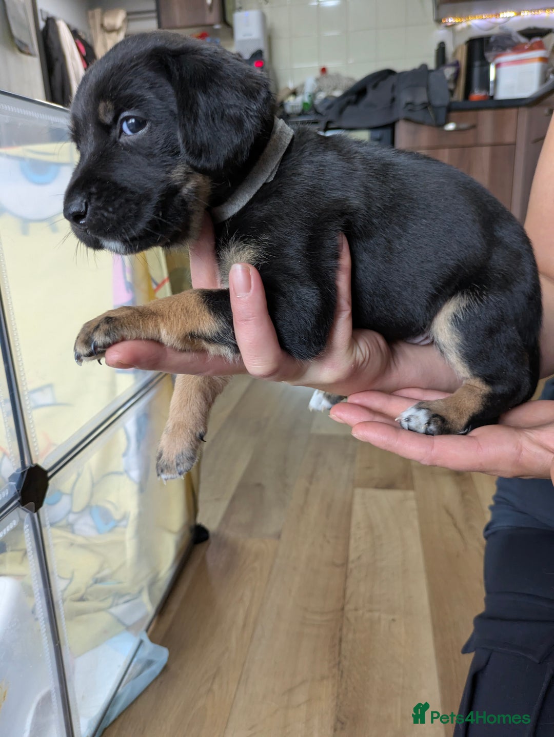 Mixed Breed dogs for sale: Jack, Springer X staffy, lurcher puppies - Image 15