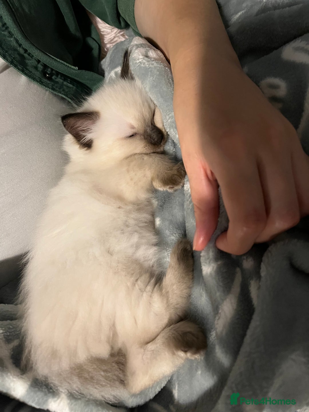 Ragdoll cats for sale:  Last stunning GCCF ragdoll girl - Image 8