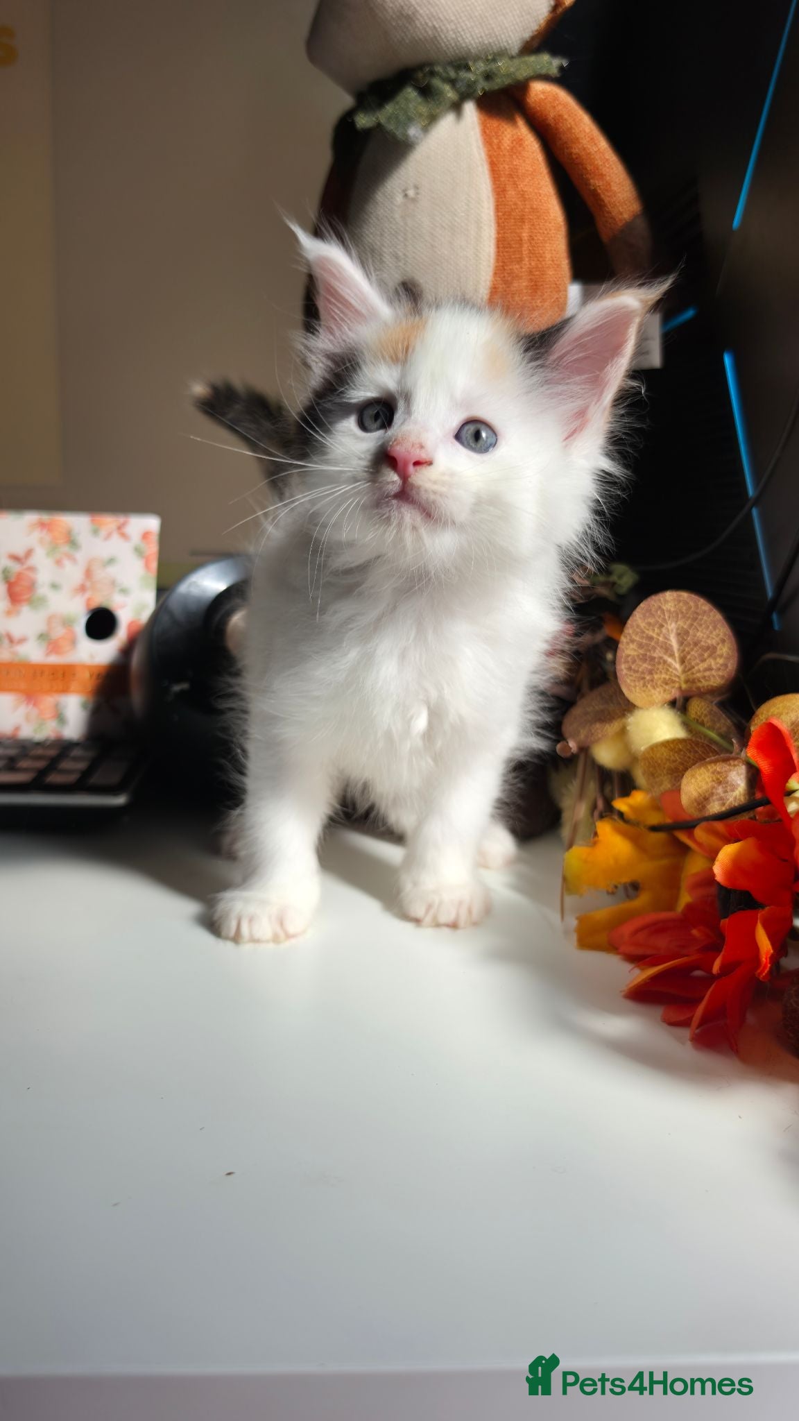 Maine Coon cats Stunning Maine coon kittens  - Advert 2
