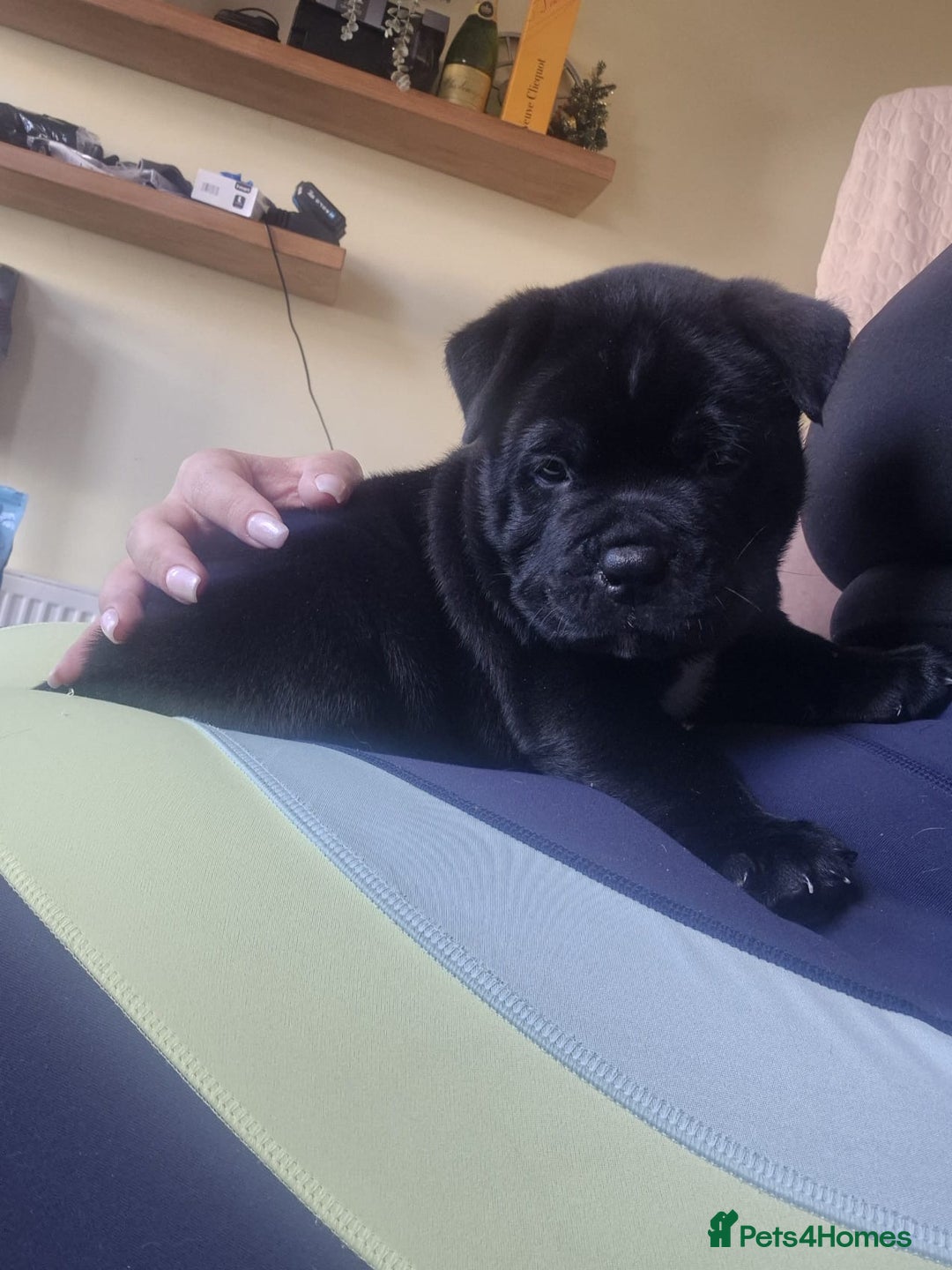 Mixed Breed dogs for sale: Pocket bully cross Chow Chow puppies for sale - Image 12