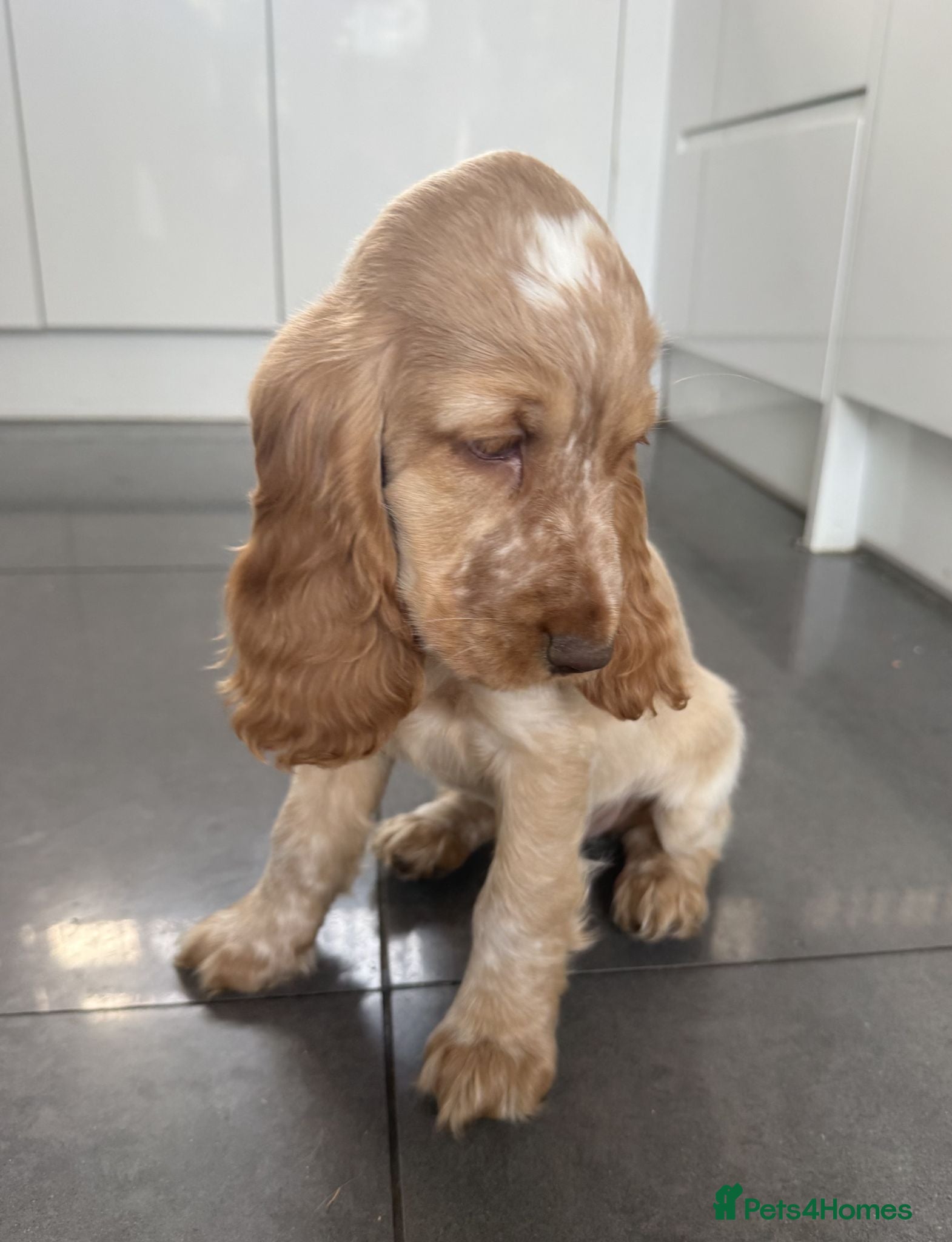 Cocker Spaniel dogs Stunning KC Pedigree Show type Cocker Spaniels - Advert 2