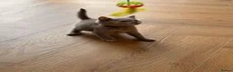 British Shorthair cats for sale: STUNNING GCCF READY TO LEAVE BSH KITTENS - Advert 2