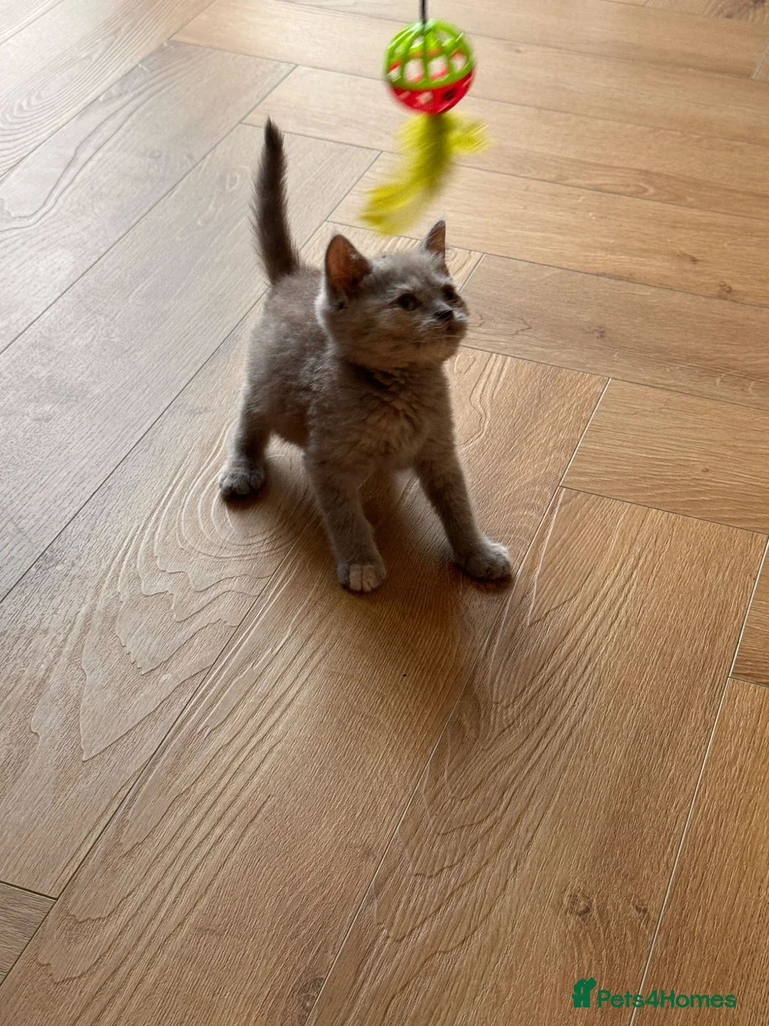 British Shorthair cats for sale: STUNNING GCCF READY TO LEAVE BSH KITTENS - Advert 2