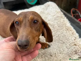 Miniature Dachshund dogs Dachshund - Advert 1