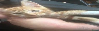 Domestic Shorthair 2