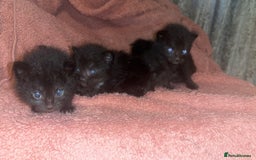 Mixed Breed cats for sale: Beautiful ragdoll cross kittens - Image 3