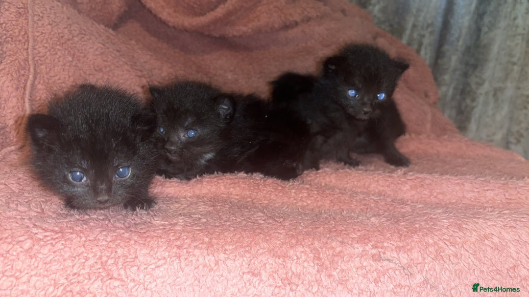 Mixed Breed cats for sale: Beautiful ragdoll cross kittens - Image 3