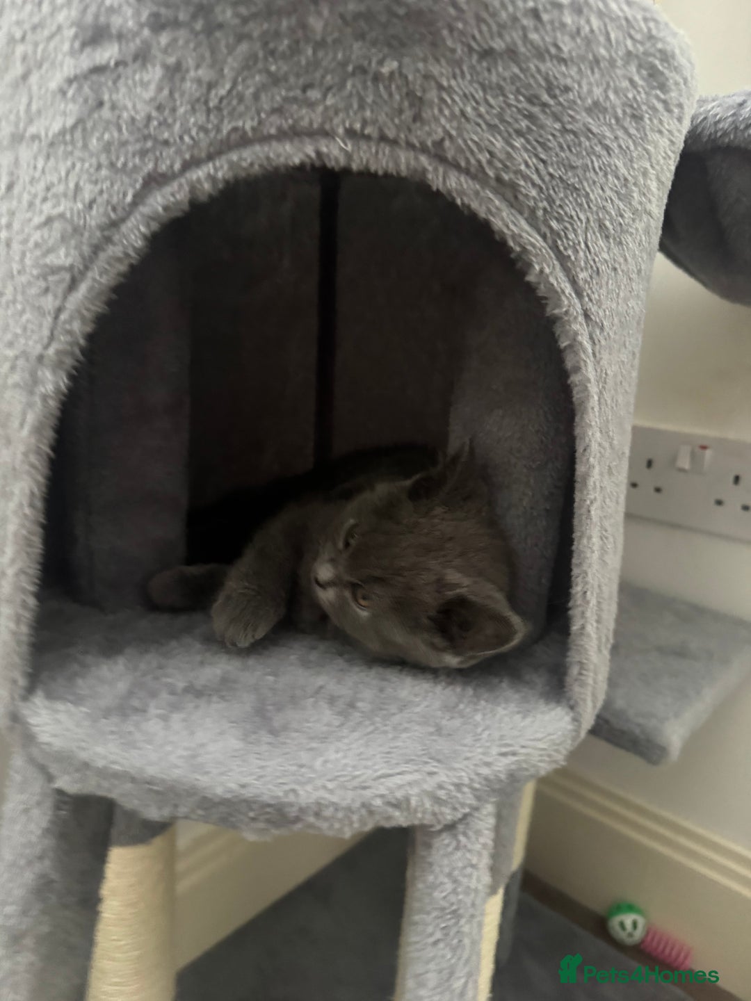 British Shorthair cats for sale: Outstanding PURE BSH kitten - Image 3