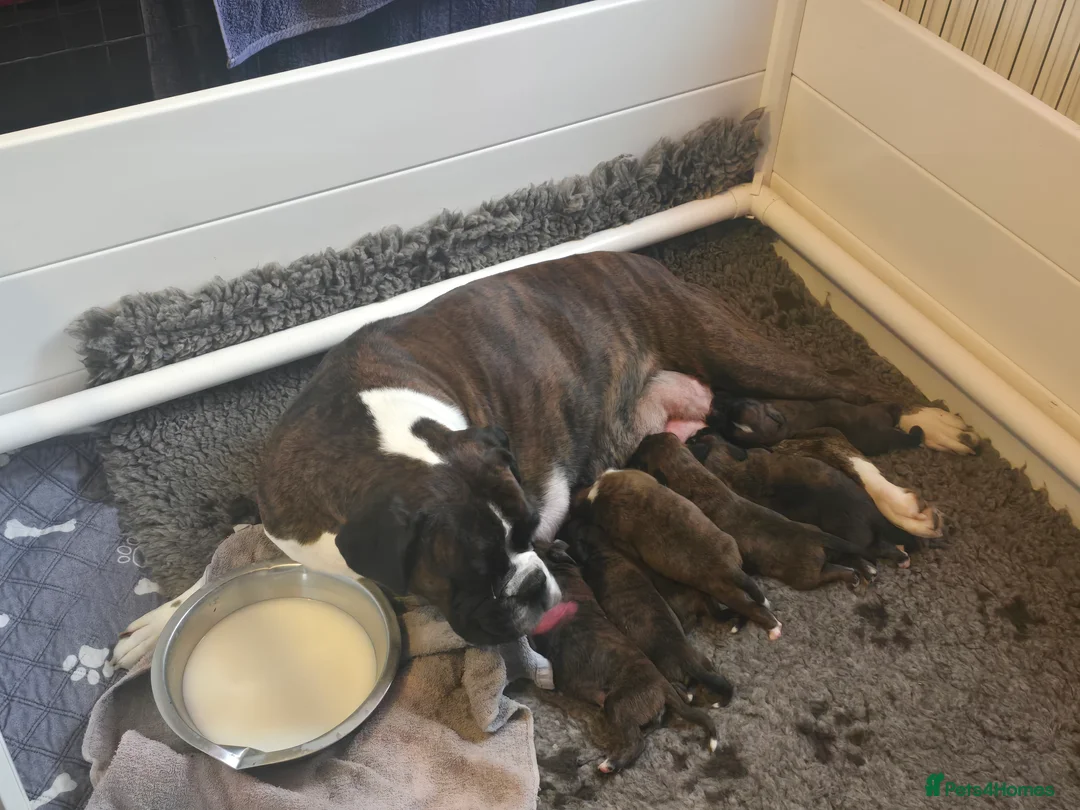 Boxer dogs for sale: 2 Stunning KC Brindle Boxer Bitches available.  - Advert 20