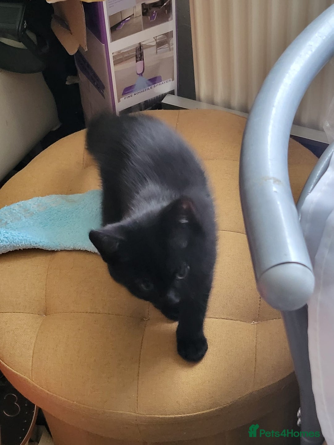 Maine Coon cats for sale: Main coon calico kittens - Image 4