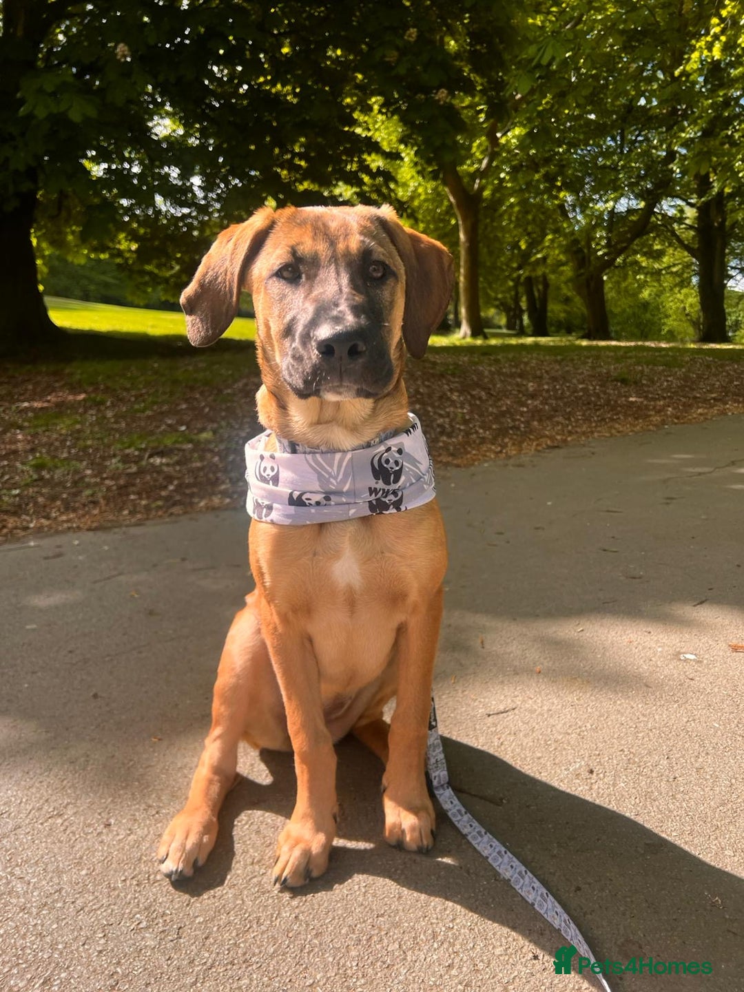 Mixed Breed dogs for sale: Belgian Malinois / Turkish Kangal / Cane Corso - Image 29