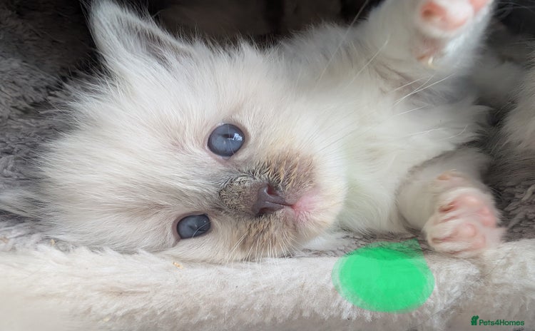 Ragdoll cats - Advert 5