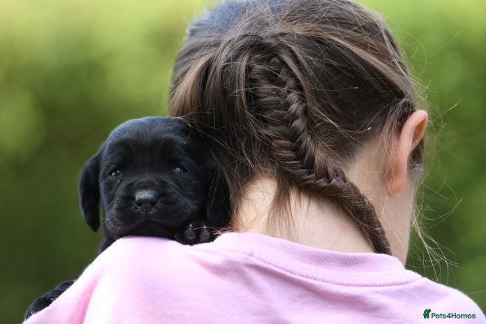 Springador dogs - Advert 8