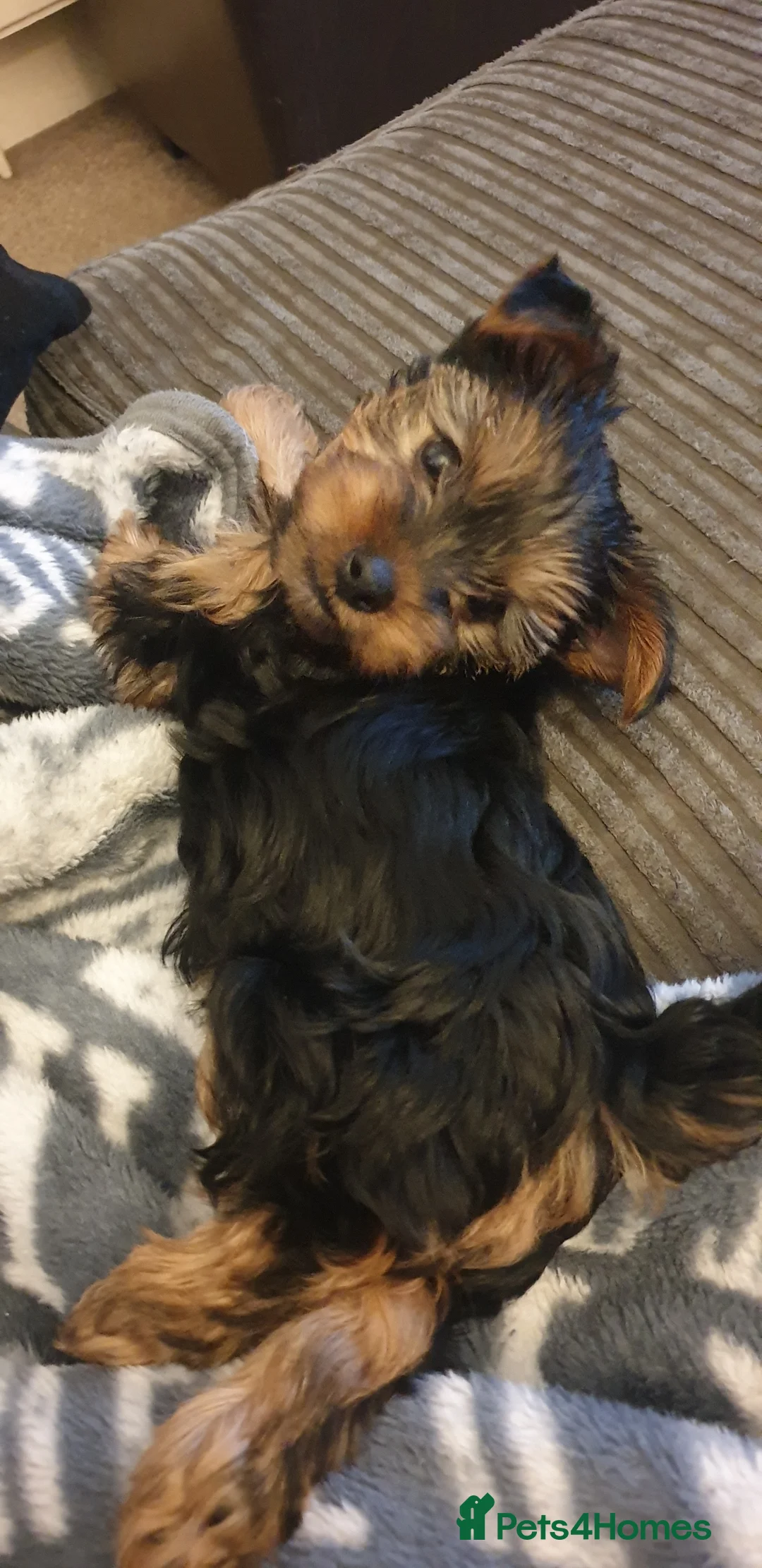 Yorkshire Terrier dogs for stud: Yorkshire terrier STUD ONLY in Leicester - Advert 3