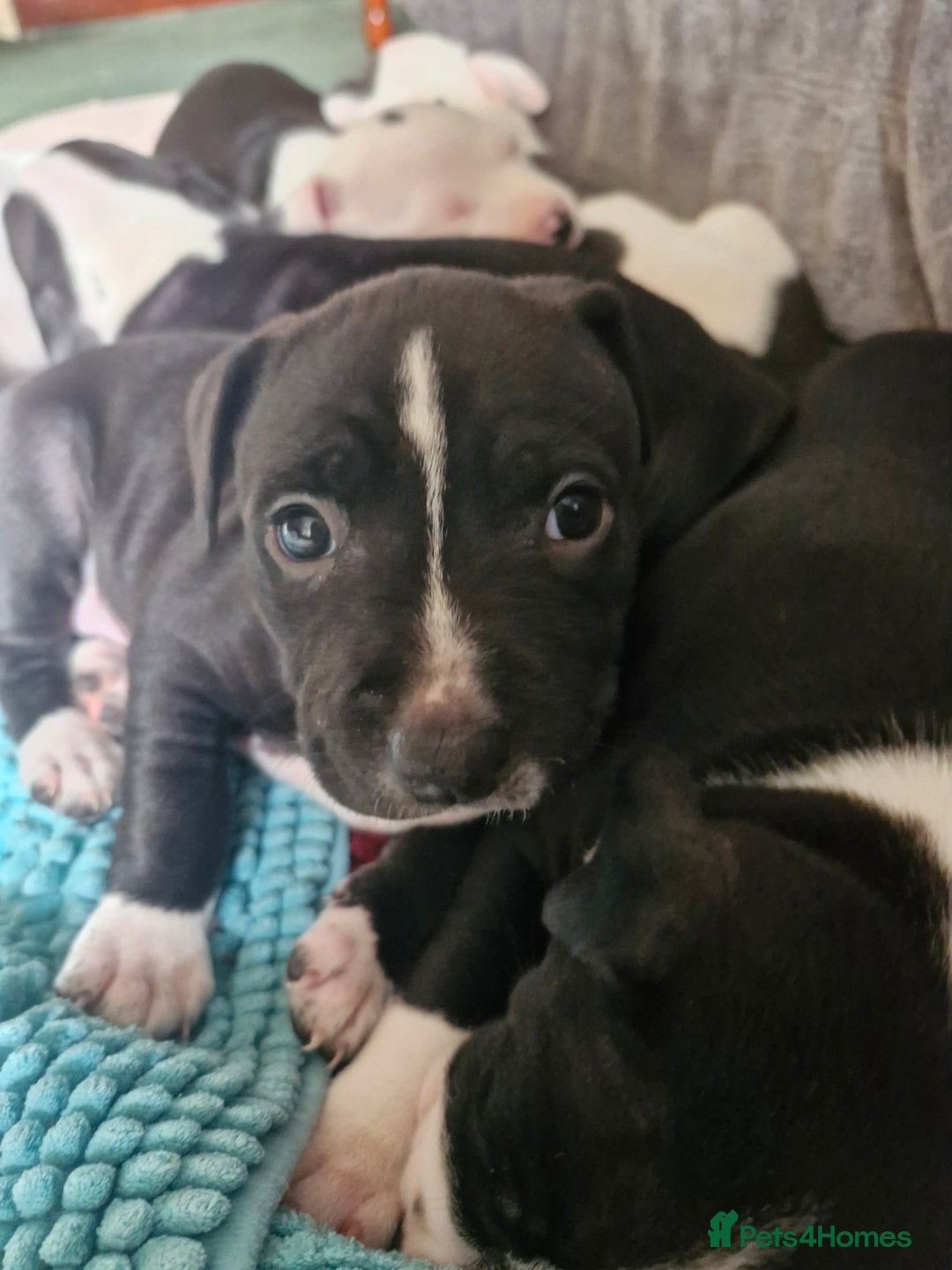 Staffordshire Bull Terrier dogs for sale: From Our Family to Yours - Image 9