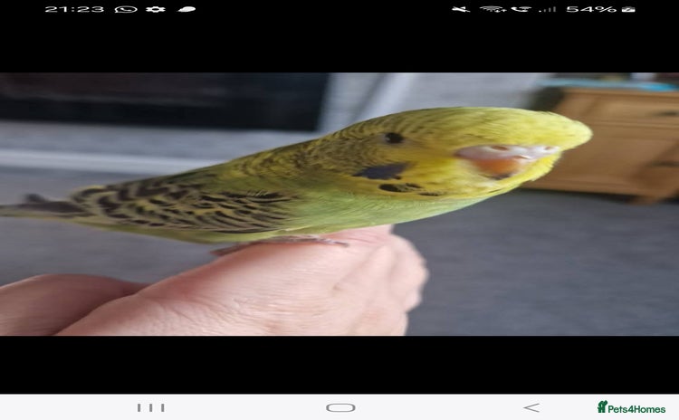 Cockatiels birds - Advert 8