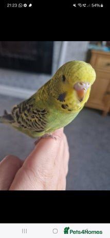 Cockatiels birds - Advert 1