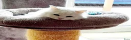 Mixed Breed cats for sale: Playful Jazz seeks a loving, forever home. in Huntingdon - Advert 2