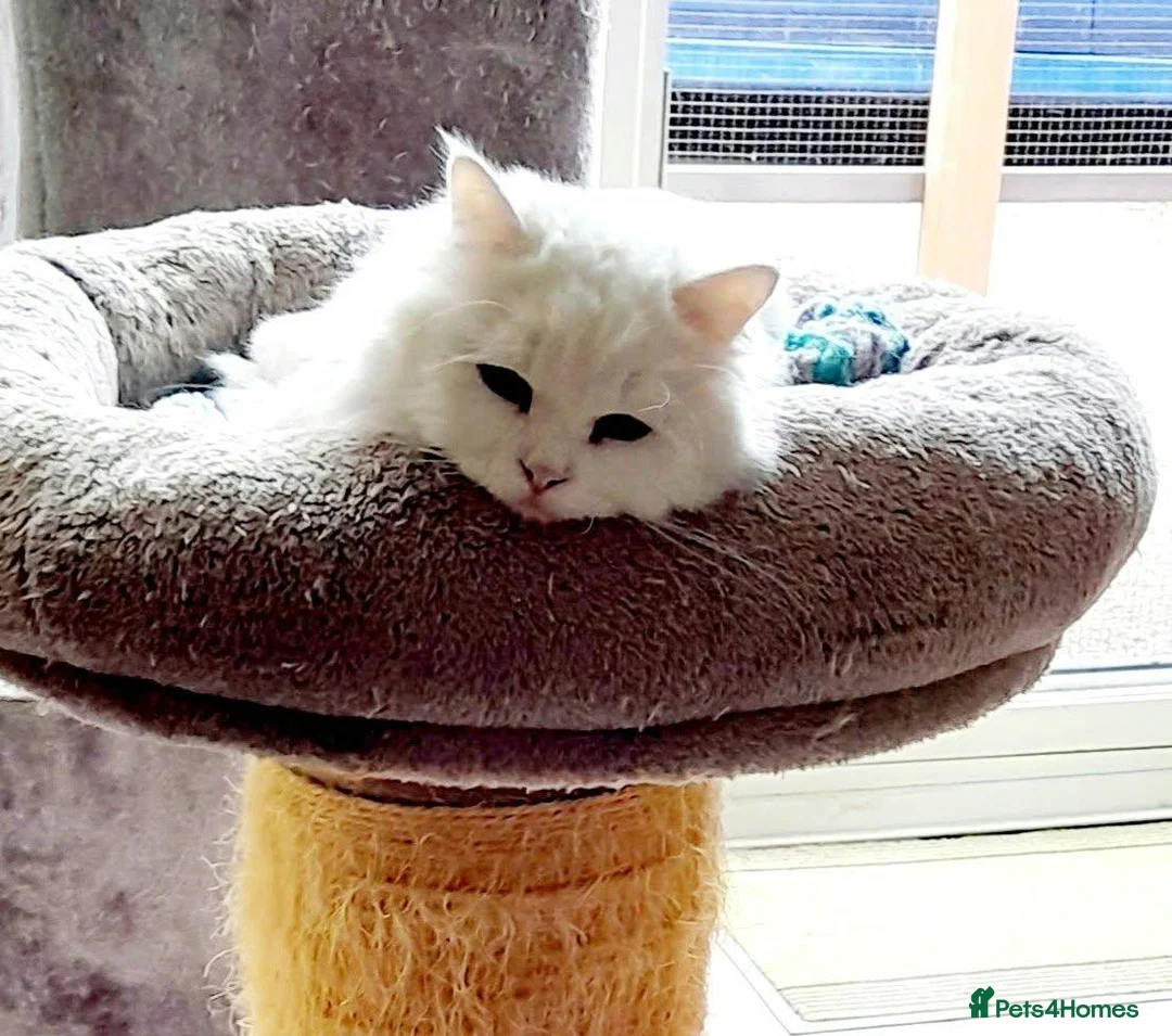 Mixed Breed cats for sale: Playful Jazz seeks a loving, forever home. in Huntingdon - Advert 2